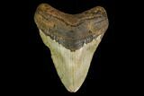 Fossil Megalodon Tooth - North Carolina #149421-1